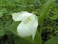   baltas Sodo Gėlės Lady Šlepetė Orchidėjų / Cypripedium ventricosum Nuotrauka