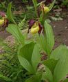   żółty Ogrodowe Kwiaty Trzewiczek / Cypripedium ventricosum zdjęcie