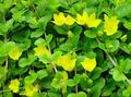   žlutý Zahradní květiny Moneywort, Plíživý Jenny / Lysimachia nummularia fotografie