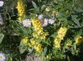   κίτρινος Λουλούδια κήπου Κίτρινο Loosestrife / Lysimachia punctata φωτογραφία