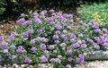   lilac bláthanna gairdín Verbena Photo