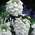   бял Градински цветове Върбинка / Verbena снимка