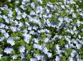   ღია ლურჯი ბაღის ყვავილები Brooklime / Veronica სურათი