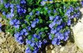   ლურჯი ბაღის ყვავილები Brooklime / Veronica სურათი