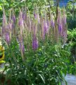   violett Trädgårdsblommor Longleaf Ären / Veronica longifolia Fil