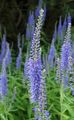   luz azul Flores do Jardim Longleaf Speedwell / Veronica longifolia foto