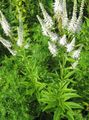   bílá Zahradní květiny Culver Je Kořen, Kořen Bowmana, Černý Kořen / Veronicastrum virginicum fotografie
