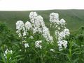   biały Ogrodowe Kwiaty Borowiec Wielki (Noc Fioletowy, Gesperis) / Hesperis zdjęcie