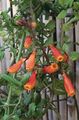   оранжев Чилийски Слава Цвете / Eccremocarpus scaber снимка
