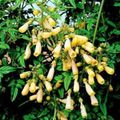   galben Floare Slava Chilian / Eccremocarpus scaber fotografie