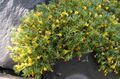   geel Tuin Bloemen Vitaliana / Vitaliana primuliflora foto