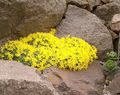   κίτρινος Λουλούδια κήπου Vitaliana / Vitaliana primuliflora φωτογραφία