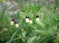   dzeltens Honeywort, Zils Garneles Augs, Zils Vaska Zieds / Cerinthe major Foto