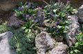   violetti Puutarhakukat Wulfenia kuva