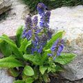   blu I fiori da giardino Wulfenia foto