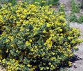   geltonas Sodo Gėlės Crown Vikių / Coronilla Nuotrauka