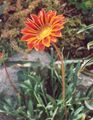   помаранчевий Садові Квіти Газанія / Gazania Фото