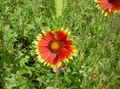   赤 庭の花 毛布の花 / Gaillardia フォト