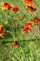   červená Deka Kvetina / Gaillardia fotografie