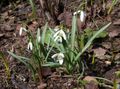   бял Градински цветове Кокиче / Galanthus снимка