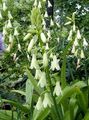   hvit Hage blomster Berg Lilje, Sommer Hyasint, Cape Hyacinth / Galtonia Bilde