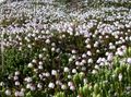   λευκό Λουλούδια κήπου Αλάσκα Bellheather / Harrimanella φωτογραφία