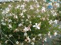   weiß Gartenblumen Gaura Foto