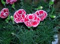 fotografie Dianthus, Čína Ružovou popis