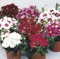   vineux les fleurs du jardin Dianthus, Roses De Porcelaine / Dianthus chinensis Photo
