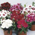   hvit Hage blomster Nellik, Porselen Rosa / Dianthus chinensis Bilde