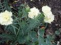  weiß Gartenblumen Nelke / Dianthus caryophyllus Foto