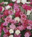   rosa Flores de jardín Clavel / Dianthus caryophyllus Foto
