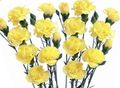   geltonas Sodo Gėlės Gvazdikas / Dianthus caryophyllus Nuotrauka