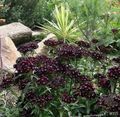   черно Градински цветове Самакитка / Dianthus barbatus снимка