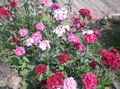   ροζ Λουλούδια κήπου Είδος Γαρύφαλλου / Dianthus barbatus φωτογραφία