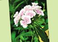   balts Dārza Ziedi Salds William / Dianthus barbatus Foto
