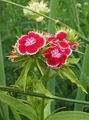   raudonas Sodo Gėlės Saldus William / Dianthus barbatus Nuotrauka