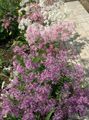   ライラック 庭の花 ナデシコPerrenial / Dianthus x allwoodii, Dianthus  hybrida, Dianthus  knappii フォト