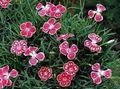   czerwony Ogrodowe Kwiaty Goździk Wieloletnia / Dianthus x allwoodii, Dianthus  hybrida, Dianthus  knappii zdjęcie