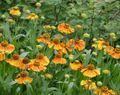   オレンジ 庭の花 Sneezeweed、ヘレンの花、ドッグトゥースデイジー / Helenium autumnale フォト