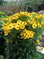   κίτρινος Λουλούδια κήπου Sneezeweed, Λουλούδι Της Ελένης, Κυνόδοντας Μαργαρίτα / Helenium autumnale φωτογραφία