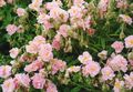   ροζ Λουλούδια κήπου Ροκ Αυξήθηκε / Helianthemum φωτογραφία