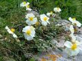   ホワイト 庭の花 岩のバラ / Helianthemum フォト