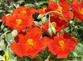   vermelho Flores do Jardim Esteva / Helianthemum foto