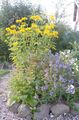   dzeltens Dārza Ziedi Nepatiesa Saulespuķu, Vērsis-Eye, Saulespuķu Heliopsis / Heliopsis helianthoides Foto