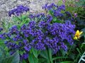   modrý Zahradní květiny Heliotrop, Třešňový Koláč Rostlina / Heliotropium fotografie