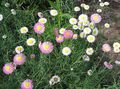   ホワイト 庭の花 紙デイジー、サンレイ / Helipterum フォト