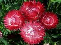   წითელი ბაღის ყვავილები ქაღალდის Daisy, Sunray / Helipterum სურათი