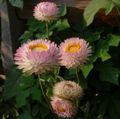   ružová Záhradné kvety Strawflowers, Papier Sedmokráska / Helichrysum bracteatum fotografie