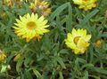   amarelo Flores do Jardim Strawflowers, Margarida De Papel / Helichrysum bracteatum foto